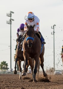 Phoenix Thoroughbred III's Dream Tree and jockey Drayden Van Dyke win the Grade I $300,000 Starlet Stakes Saturday, December 9, 2017, Los Alamitos Race Course, Cypress, CA. Hall of Famer Bob Baffert trained both Grade I winners Saturday, in addition to Dream Tree, he won the Grade I $300,000 Los Alamitos CashCall Futurity, one race earlier, with McKinzie , who was move up from second to first following the disqualification of Solomini, also trained by Baffert.
©Benoit Photo