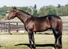 Service Stripe at Crestwood Farm, where he began his stud career