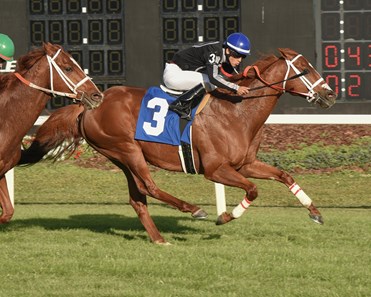 Pay Any Price wins the 2017 Turf Dash Stakes