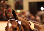 Marsha sold for a record-setting 6 million guineas Dec. 5 during the Tattersalls December mares sale