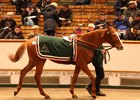 Presiding Officer, consigned as Lot 2147 by Juddmonte, was purchased by James Delahooke Dec. 6
