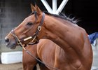 Done Talking, sire of Done Acting, stands in South Carolina at Elloree Training Center