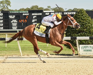 Surprise Wedding wins the 2017 FTBOA City of Ocala Florida Sire Stakes