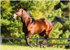 Signature Red, the leading first-crop sire in Canada for 2017, will stand at Adena Springs North in 2018