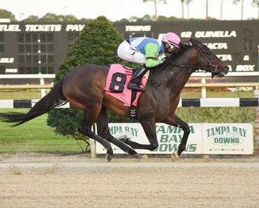 Tricks to Doo wins the 2017 Inaugural Stakes