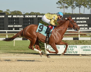 Almond Roca wins the 2017 Sandpiper Stakes