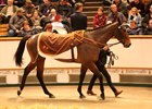 Marsha strolls through the ring at Tattersalls en route to smashing the European auction record