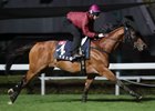 2016 Hong Kong Horse of the Year Werther trains at Sha Tin Racecourse
