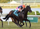 Shakhimat takes over en route to victory in the Tropical Turf Stakes at Gulfstream Park