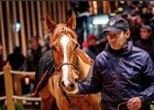 Haggle topped Arqana's December sale when she brought €1.3 million from Wertheimer et Frère's Pierre-Yves Bureau
