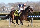 My Boy Tate wins the Say Florida Sandy Stakes at Aqueduct Racetrack