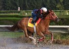 War Story, seen here training at Gulfstream Park West, has earned more than $1.5 million