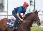 Toast of New York galloping at Gulfstream Park
