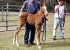 Jess's Dream's first reported foal, a colt out of Redbud Road