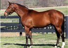 Texas Red at Crestwood Farm