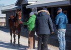 A colt by American Pharoah consigned as Hip 303 is shown at Pope McLean's Crestwood Farm consignment at Keeneland