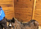 Tamarkuz--Aly Baran filly is the first reported foal for the Shadwell stallion. Filly was born Jan. 20 at Richie Donworth's Scarteen Stud