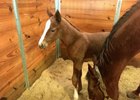A filly born Jan. 28 is the first foal for multiple stakes winner Texas Bling