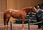 Bellavais brought $485,000, the highest price of the Jan. 8 session