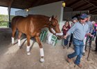 Scott Blasi leads Gun Runner onto a van as the Horse of the Year departs Florida for Three Chimneys Farm in Kentucky