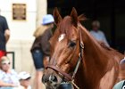Giant Expectations will be a longshot in the Jan. 27 Pegasus, breaking from the outside post