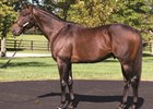 Outwork at WinStar Farm