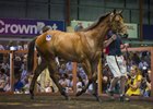 This AU$2 million I Am Invincible colt is the highest-priced lot sold in the past 10 years at the Magic Millions Gold Coast yearling sale