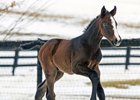 War Dancer after his 2014 win in the Louisville Handicap