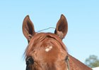 Gun Runner
