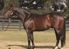 High Cotton, a grade 3 winner, has been pensioned after siring 11 black-type winners