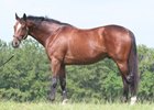 Irish Surf is out of the champion 3-year-old filly of 2000 Surfside
