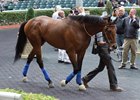 Pegasus World Cup runner-up West Coast is nominated to the March 31 Dubai World Cup at Meydan Racecourse