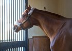 Gun Runner in his stall at Three Chimneys Farm near Versailles, Ky.