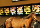 Hip 164, a Quality Road colt, topped the Barretts January sale at $120,000