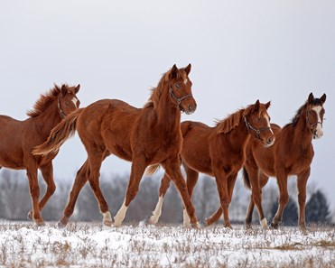 Yearlings at Ashview Farm in Versailles, Ky. on Jan. 13, 2018.