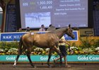 Lot 686, an I Am Invicible colt tops the Gold Coast yearling sale's third session