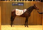 Learning to Fly topped the Arqana February mixed sale