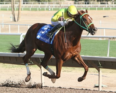 Chief Cicatriz wins the 2018 Phoenix Gold Cup