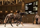 Lot 76, a Brazen Beau colt, topped Book 1 when bringing AU$480,000