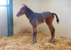 Filly by Peace and Justice out of Movie Starlet