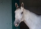 World Approval in his stall at Del Mar ahead of the Breeders' Cup