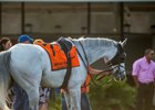 World Approval ahead of his Tampa Bay Stakes victory