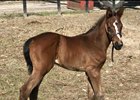 Social Inclusion's first foal, born Jan. 27