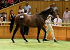 Lot 301, a Savabeel colt, topped Book 1 of the sale
