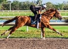 Juvenile champion Good Magic works Feb. 24 at Palm Meadows Training Center