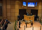 Tricky One was purchased by Oussama Aboughazale's International Equities Holding