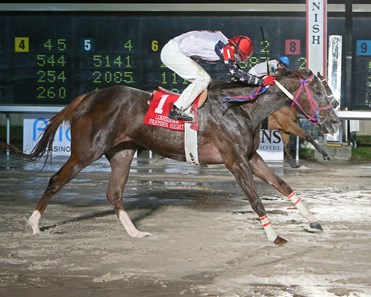 Zyanara wins the 2018 LA Bred Premier Night Ladies Starter Stakes