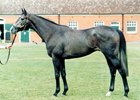 Aljabr while in training with Saeed bin Suroor