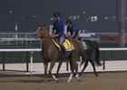 Dubai World Cup: Horses Training, March 28, 2018 Part 2