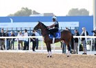 Economic Model at Meydan